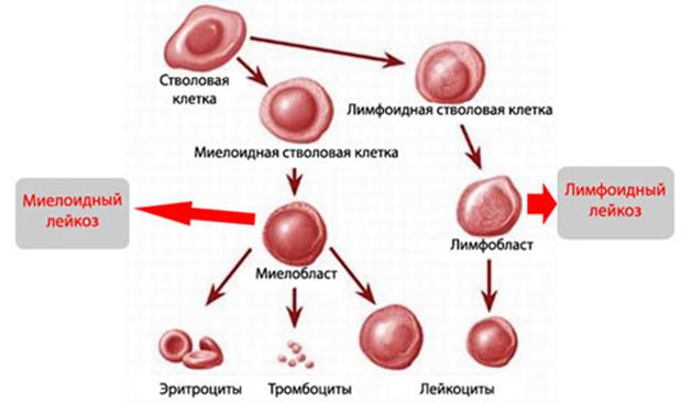 Кракен 12 at